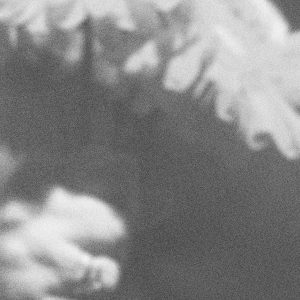 Vieja costumbre de la mortalidad